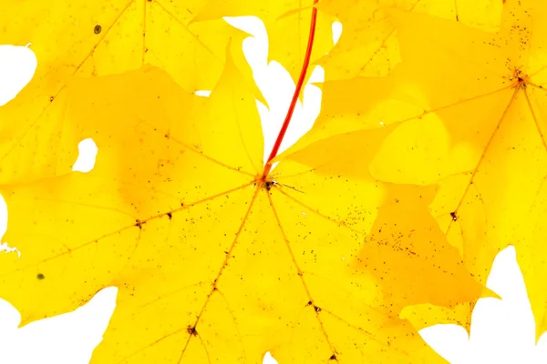 Autumn maple leaf — Stock Photo, Image