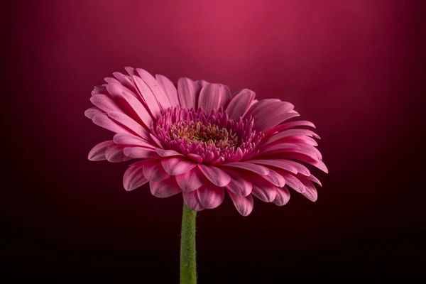 Flor de Gerbera rosa — Fotografia de Stock