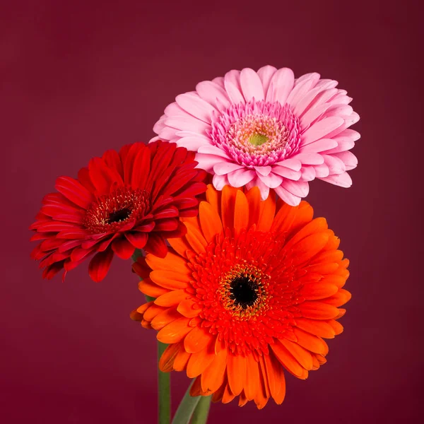 Czerwony pomarańczowy gerbera różowe kwiaty — Zdjęcie stockowe