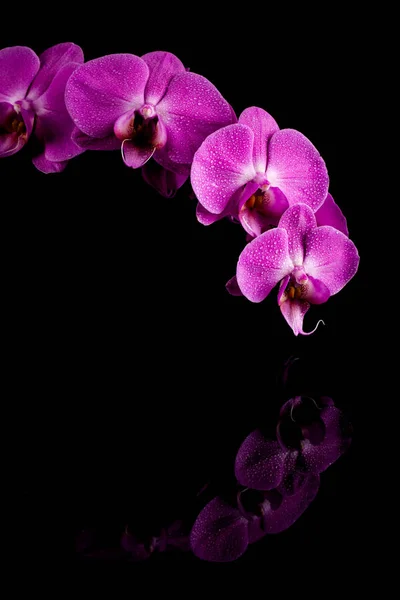 Orchidee rosa Blume mit Wassertropfen — Stockfoto