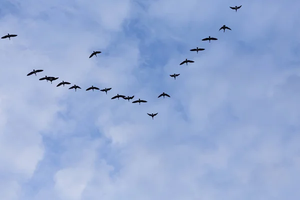 Groupe d'oies migratrices — Photo