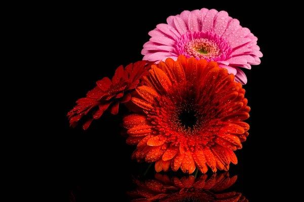 Piros rózsaszín narancssárga Gerbera virág — Stock Fotó