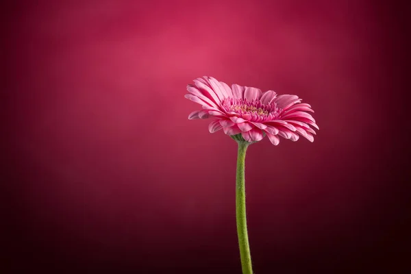 Roze Gerbera Bloesem Close Foto Details Lente Tijd — Stockfoto