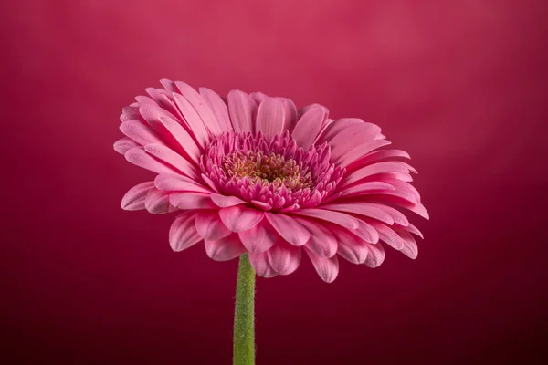 Цветок Розовой Герберы Подробности Крупным Планом Фото Весеннее Время — стоковое фото