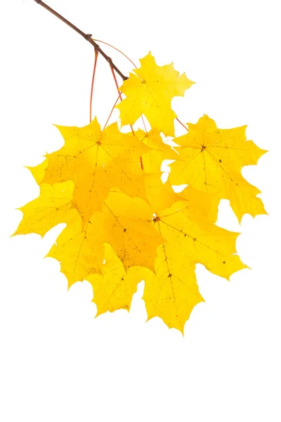 Autumn Maple Leaf Isolated White Background — Stock Photo, Image