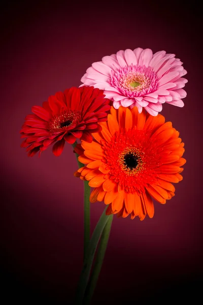 赤いピンクオレンジ色のガーベラの花 詳細春の時間の写真 — ストック写真