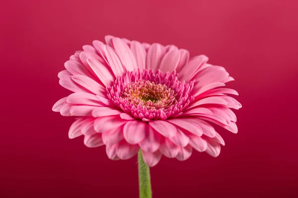 Цветок Розовой Герберы Подробности Крупным Планом Фото Весеннее Время — стоковое фото