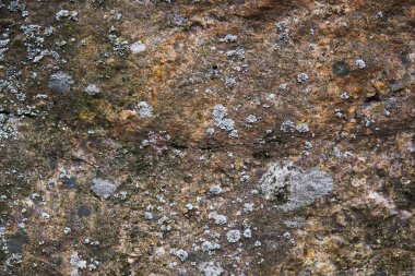 Uçurum yüzeyine yakın çekim. Bitkilerle dolu bir taş yüzey. Kaya oluşumu. İlginç bir geçmiş.