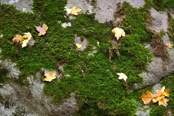 Fallen leaves on a stone surface. The gray stone surface in some places is covered with green moss and yellow maple leaves. Stock Photo
