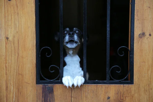 Lindo perro se asoma desde la valla. Perro mira a través de la cerca . — Foto de Stock