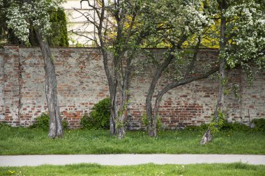 Kırık ve eski püskü kırmızı tuğla çitler ve yanında beyaz çiçekler olan güzel yaşlı ağaçlar. Yeşil çimenler, çitin yanındaki patika. İnsanlar için boş zaman.