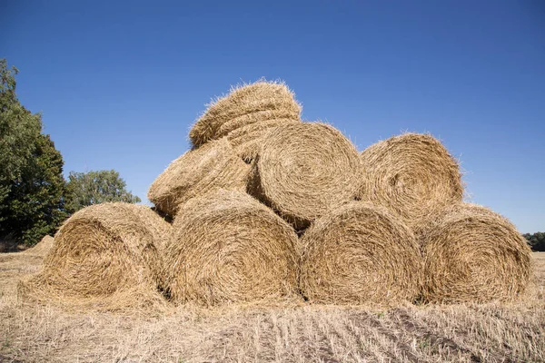 Bales of pressed straw are stacked on top of each other on the field. Harvesting straw for agricultural needs