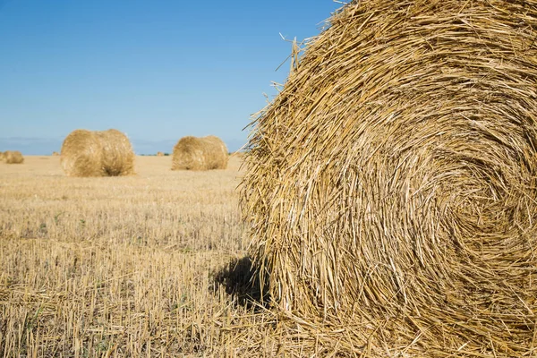 Câmp recoltat cu iarbă galbenă uscată. Rulouri de fân aproape. Un rol este mai aproape, iar altele în fundal. . — Fotografie, imagine de stoc