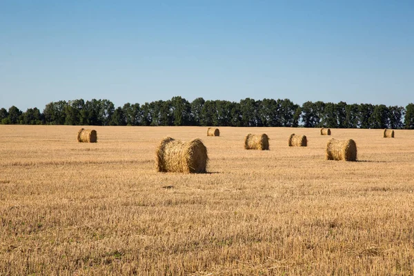 A wide yellow field of dry grass with golden rolls of hay. Harvesting of straw in the end of summer. Green trees in the background. Stock Picture