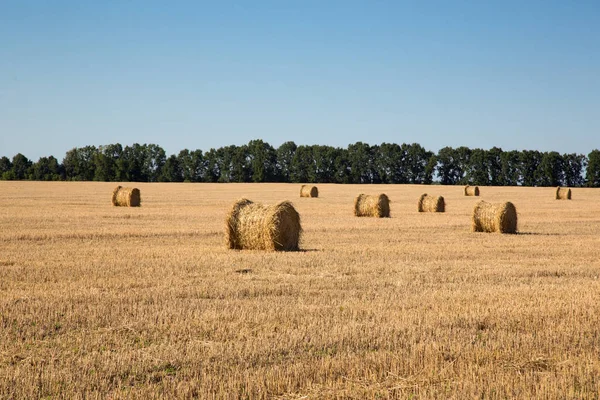 Een wijd geel veld van droog gras met gouden rollen hooi. Het oogsten van stro aan het eind van de zomer. Groene bomen op de achtergrond. Stockfoto