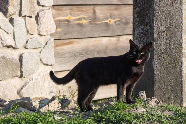 Black cat with open mouth on the street. The cat is dissatisfied. The cat is meowing. Cute cat