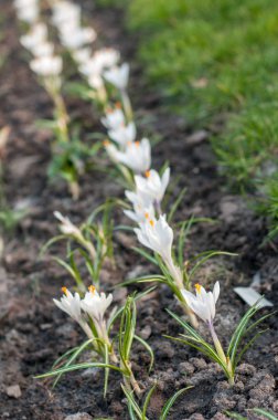 Beyaz kar damlaları. Açık havada beyaz narin çiçekler.