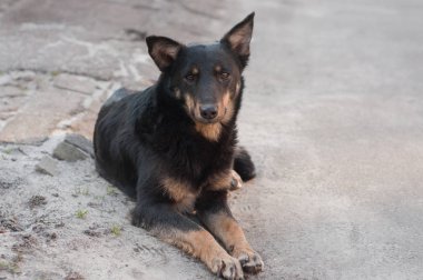 Akıllı gözlü şirin bir köpek sokakta yatıyor. Pooch, yakın plan.. 