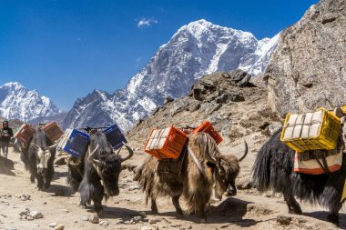 Öldüremediğimiz Shep Pangboche, Nepal