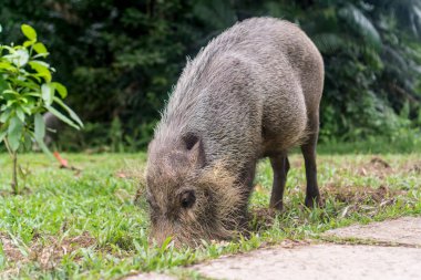 Kuching (Sarawak), Borneo