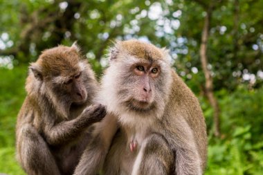 Kuching (Sarawak), Borneo