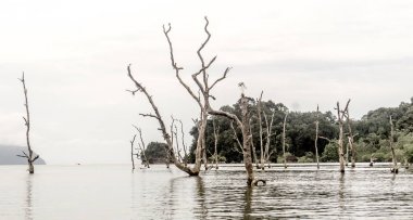 Kuching (Sarawak), Borneo