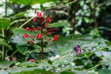 Mulu (Sarawak), Borneo