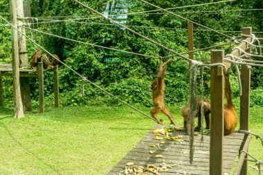 Sepilok (Sabah), Borneo