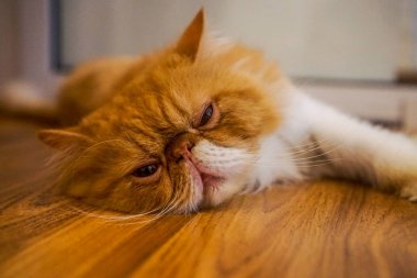 Georgetown (Penang), Malezya