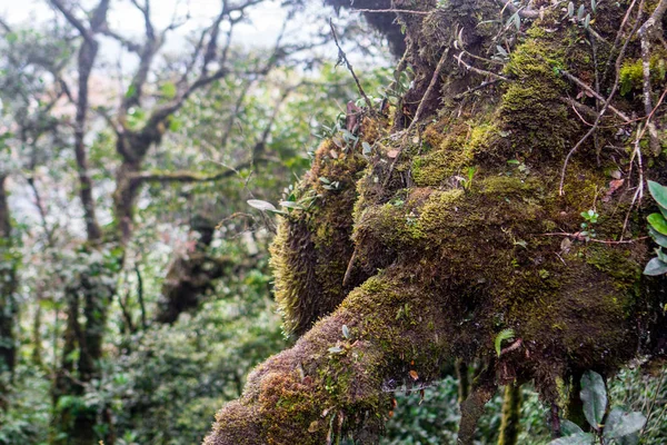 Cameron Highlands, Malásia — Fotografia de Stock