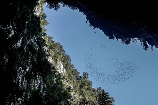 Mulu (Sarawak), Borneo — Stockfoto