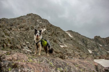 Köpek sırt çantası ile Rocky Dağları Hiking