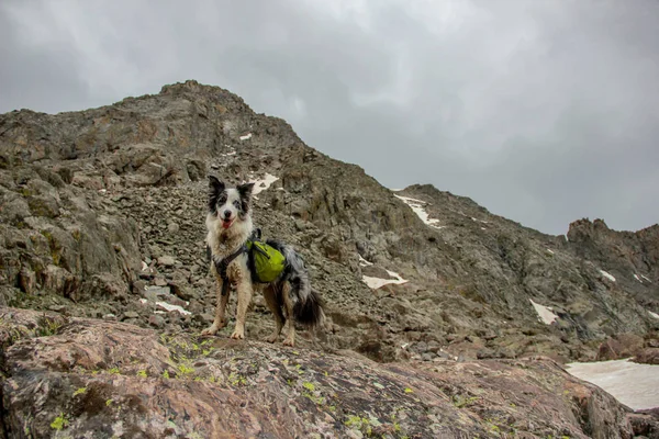 Dog Hiking Rocky Mountains with Backpack