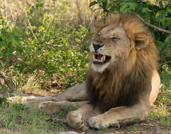 León Africano Naturaleza —  Fotos de Stock