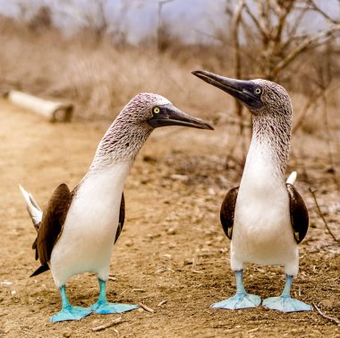 Seyahat etmek fotoğraf 2016