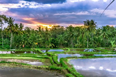 Ubud (Bali), Endonezya
