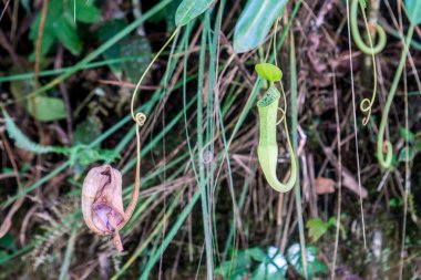 Cameron highlands, Malezya