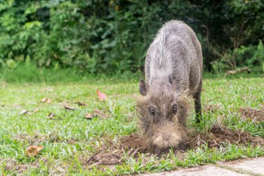 Kuching (Sarawak), Borneo