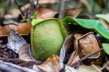Kuching (Sarawak), Borneo