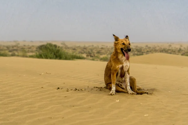 Safari Chameau Notre Ami Assoiffé — Photo