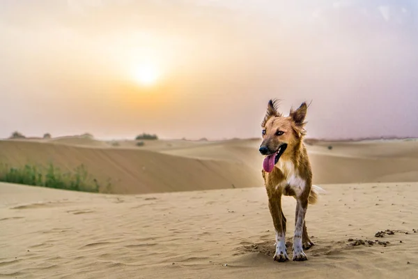 Safari Chameau Notre Ami Assoiffé — Photo