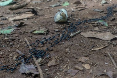 Mondulkiri, Kamboçya