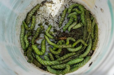 Kova boynuz Worms