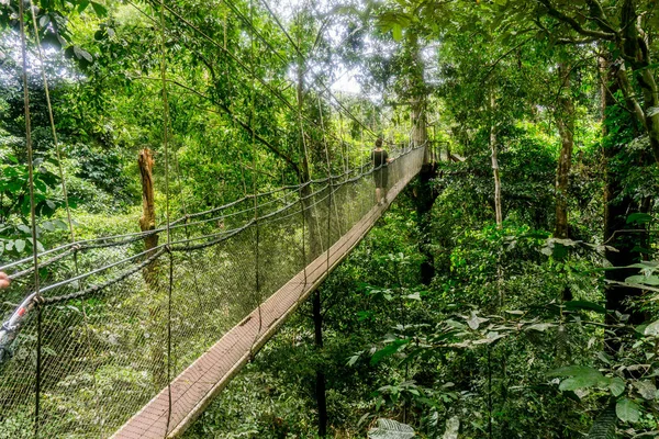 Mulu (Sarawak), Bornéu — Fotografia de Stock