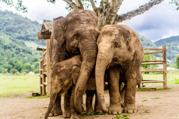 Chiang mai, Tayland