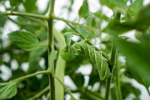 ホーン ワームを食べる葉 — ストック写真