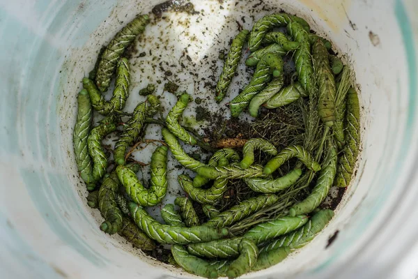Kova boynuz Worms