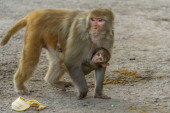 Baby Brown Monkey Clinging to Moms Body