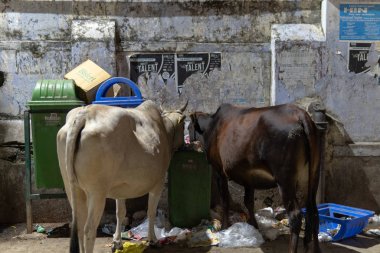 Hindistan 'da çöp yiyen inekler.