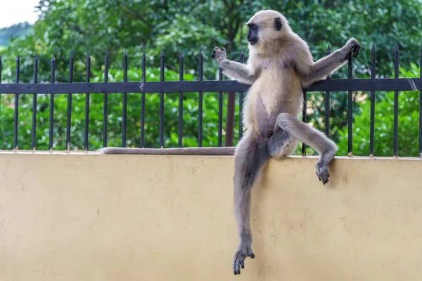 Singe relaxant sur une clôture métallique — Photo